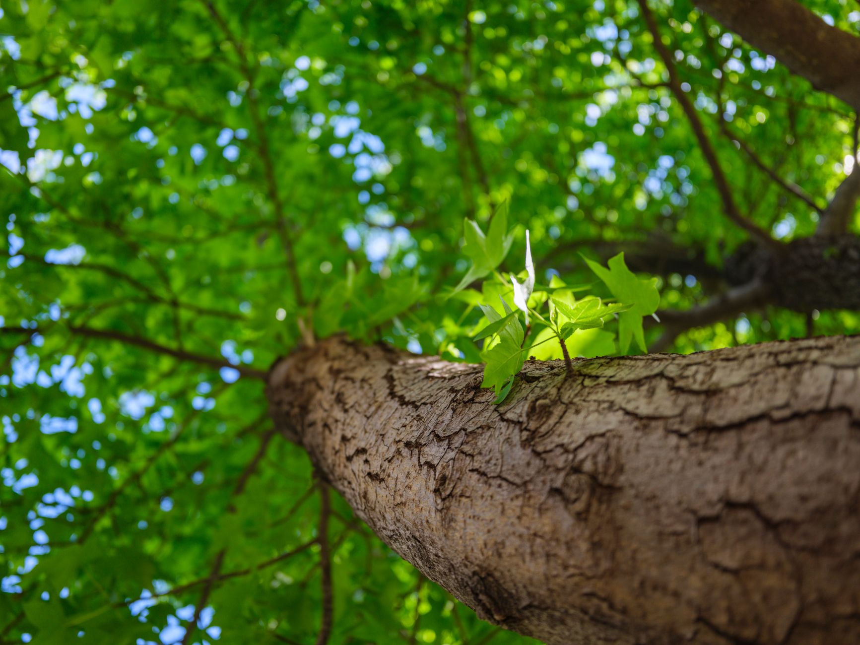  Consulting Arborist Reports