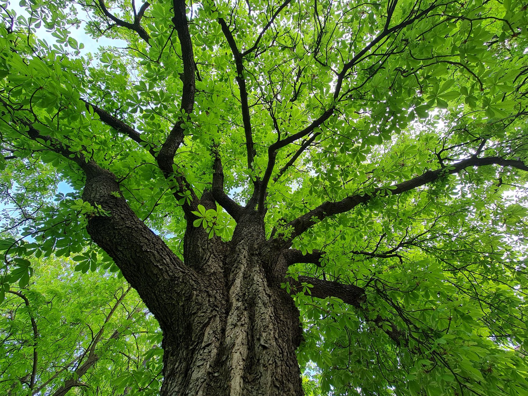  Consulting Arborist Reports
