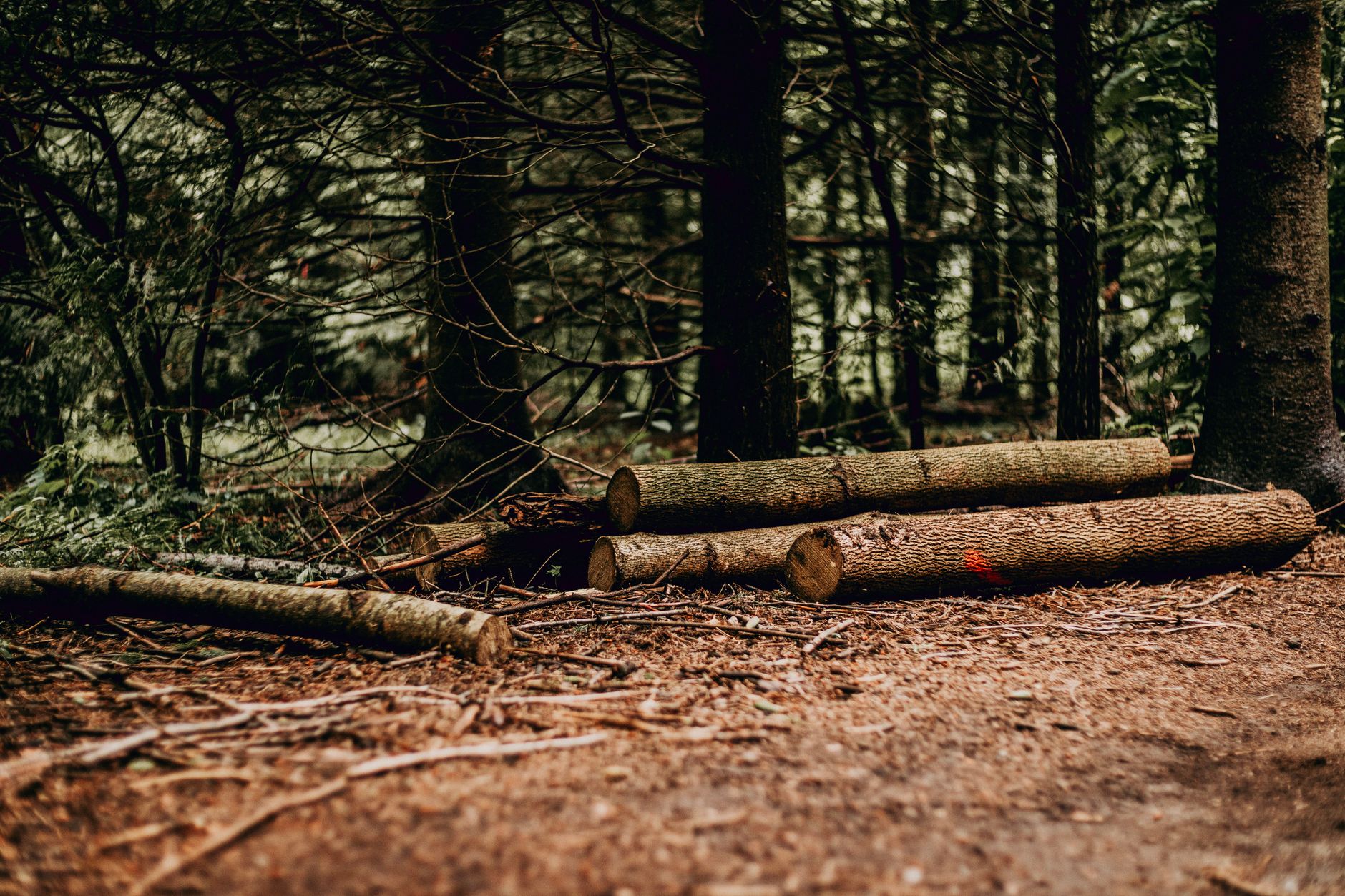 Consulting Arborist Reports