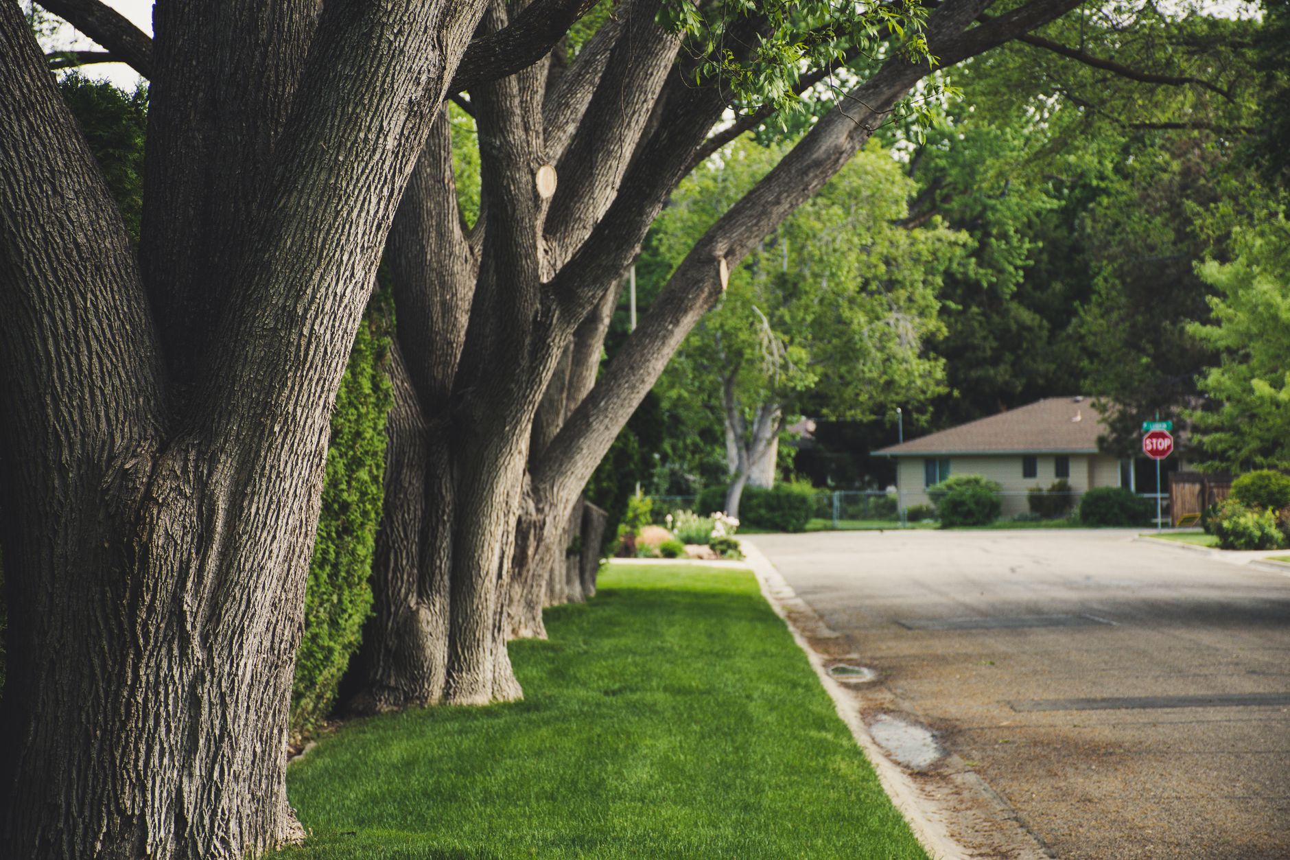 Grove, OK Consulting Arborist Reports