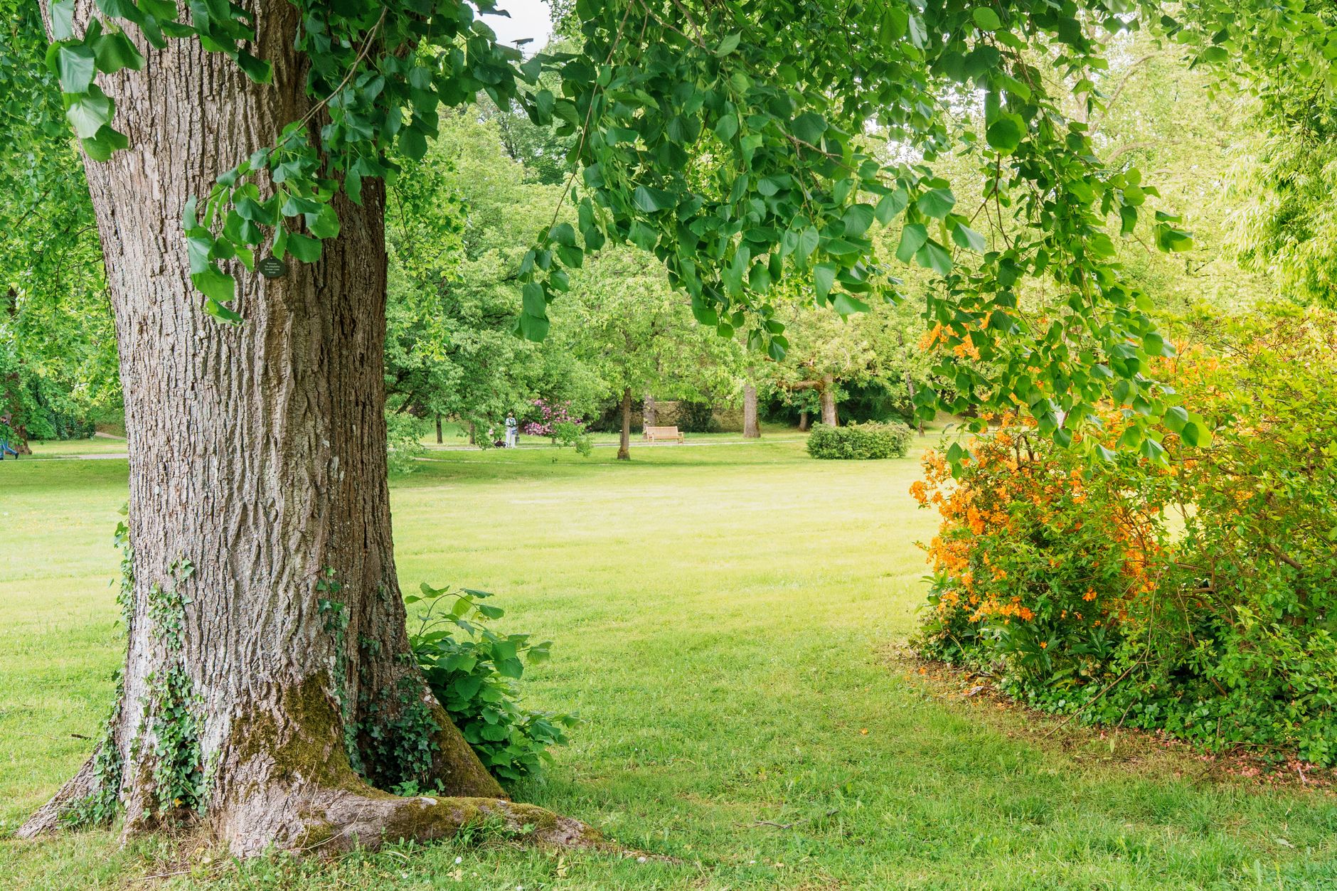 Afton, OK Consulting Arborist Reports