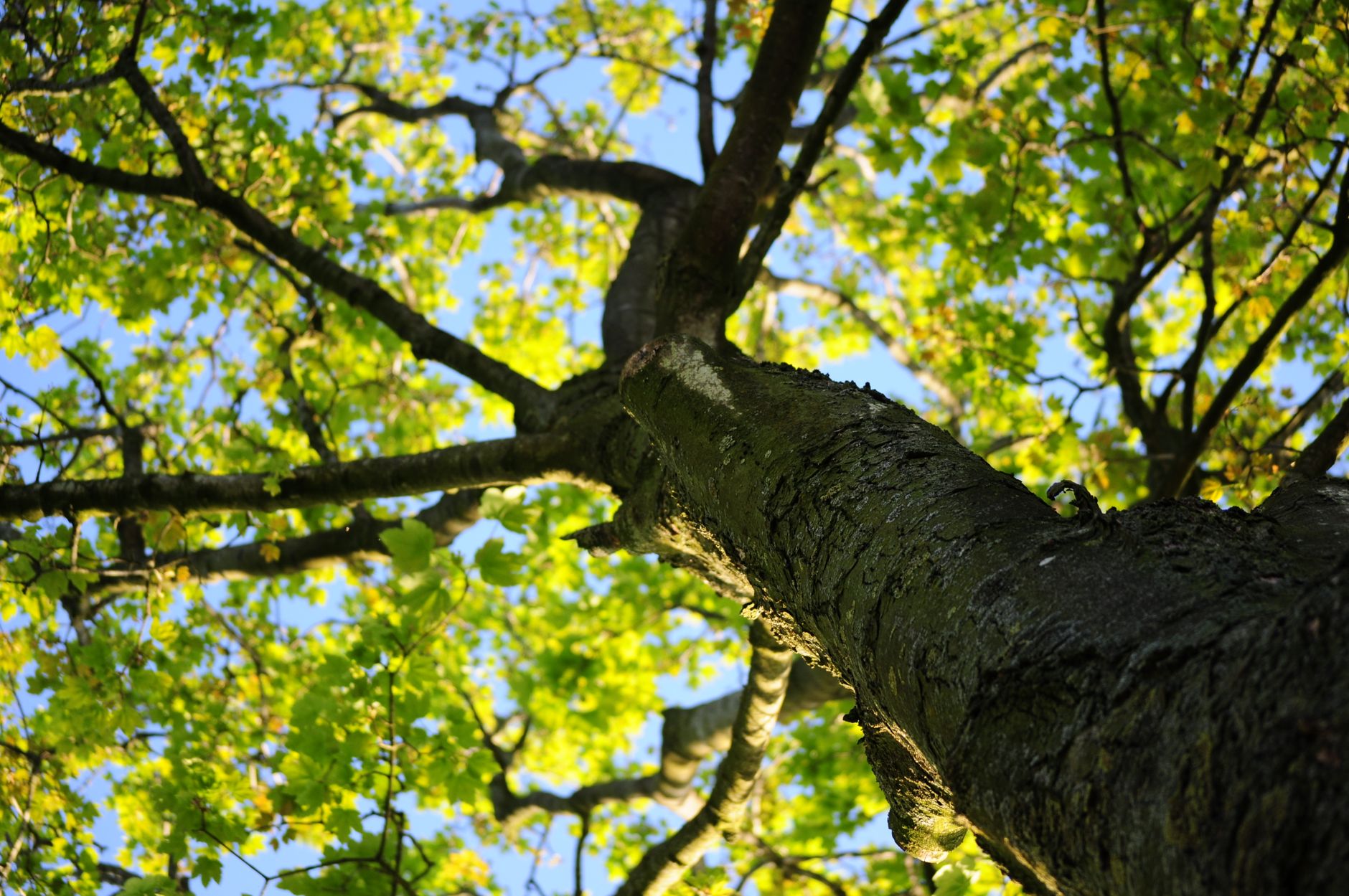 Ketchum, OK Consulting Arborist Reports